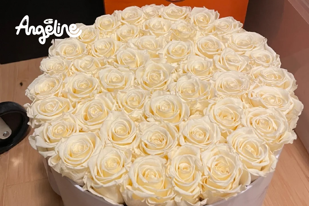 Hoa hồng trắng