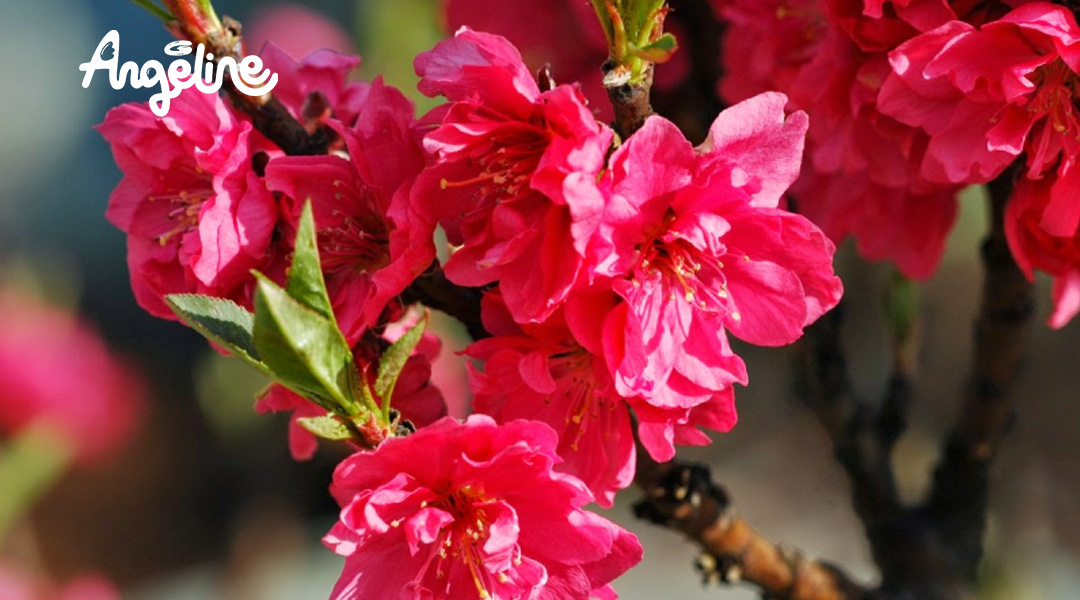 Hoa cây đào bích