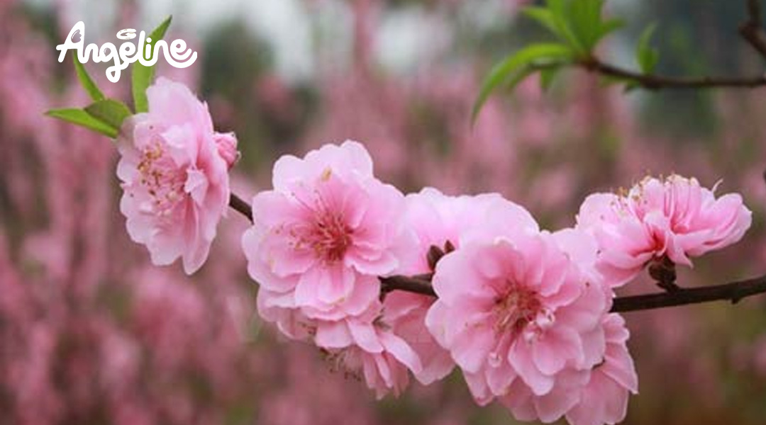 Hoa cây đào phai