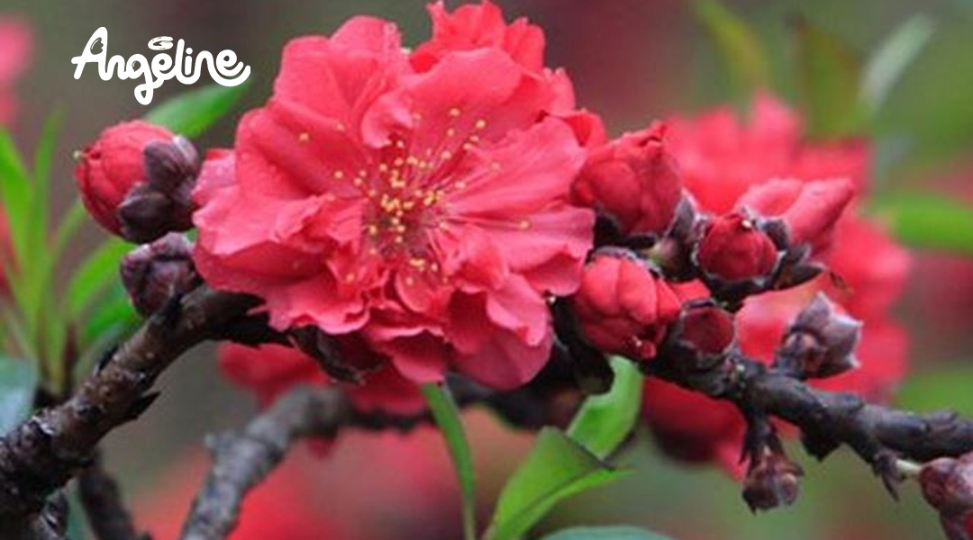 Hoa cây đào thất thốn